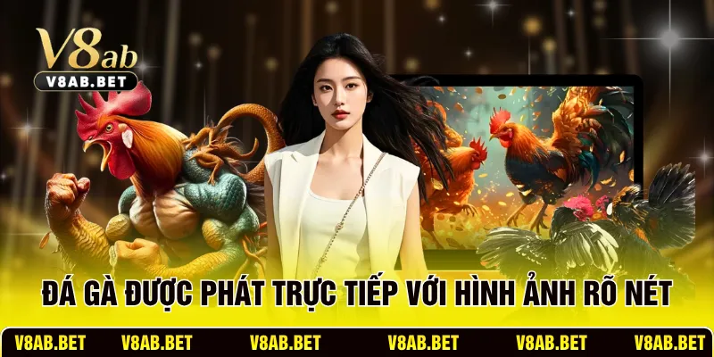 Đá gà được phát trực tiếp với hình ảnh rõ nét